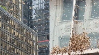 New York City block buzzes with bees. (Instagram/@Michal Blank)