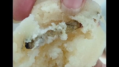 The bidi discovered in an idli in the mess of Khwaja Moinuddin Chishti Language University’s Rani Laxmibai hostel, in Lucknow, on Monday (Sourced) The bidi discovered in an idli in the mess of Khwaja Moinuddin Chishti Language University’s Rani Laxmibai hostel, in Lucknow, on Monday (Sourced)