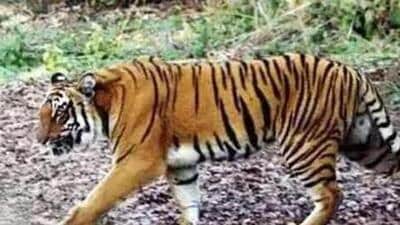 The four tiger deaths were reported between April 21 and June 9. (Representative file image) The four tiger deaths were reported between April 21 and June 9. (Representative file image)