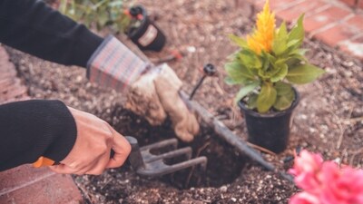 Monitor watering: While it may seem counterintuitive, you may need to reduce the frequency of watering during the rainy season. Monitor the moisture levels of the soil and water only when necessary. Overwatering can suffocate the roots and promote the growth of fungi. (Unsplash) Monitor watering: While it may seem counterintuitive, you may need to reduce the frequency of watering during the rainy season. Monitor the moisture levels of the soil and water only when necessary. Overwatering can suffocate the roots and promote the growth of fungi. (Unsplash)