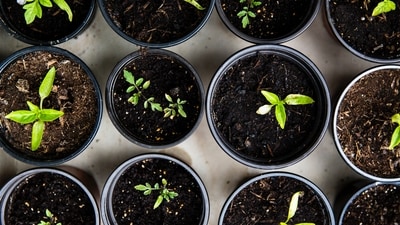 Provide shelter: If you have potted plants or delicate varieties, consider moving them to sheltered areas like balconies, covered patios, or under a roof overhang. This will protect them from excessive rainfall and prevent water damage. (Unsplash) Provide shelter: If you have potted plants or delicate varieties, consider moving them to sheltered areas like balconies, covered patios, or under a roof overhang. This will protect them from excessive rainfall and prevent water damage. (Unsplash)