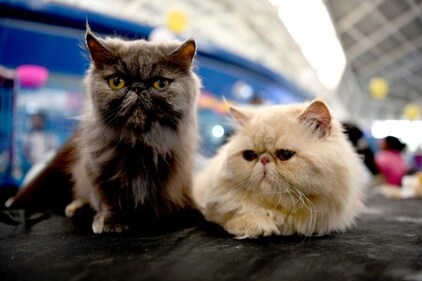 Two cats posing for the camera at Asia's biggest cat championship. (HT Photo/Bachchan Kumar) Two cats posing for the camera at Asia's biggest cat championship. (HT Photo/Bachchan Kumar)