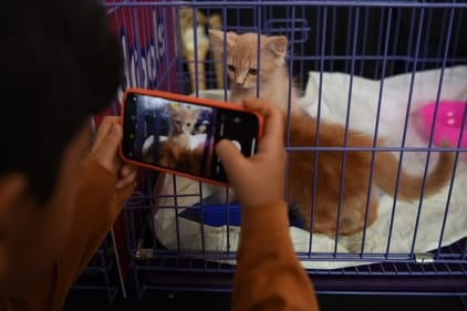 An individual capturing cats kept inside a cage on his phone's camera. (HT Photo/Bachchan Kumar) An individual capturing cats kept inside a cage on his phone's camera. (HT Photo/Bachchan Kumar)