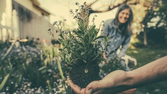 Use organic mulch: Apply a layer of organic mulch around the base of your plants to prevent soil erosion, retain moisture, and suppress weed growth. Mulch also acts as a protective barrier against heavy raindrops that could damage delicate plants.&nbsp;(Unsplash)