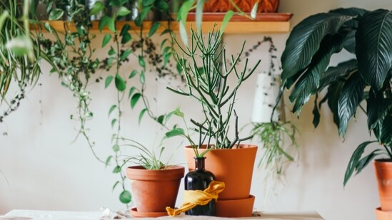 Avoid waterlogging: Prevent water from accumulating around your plants by creating proper drainage systems. Ensure that water doesn't stagnate in pots or at the base of plants, as it can cause root rot and attract pests.&nbsp;(Unsplash)