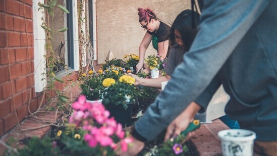 Watch out for pests and diseases: Rainy seasons can bring an increased risk of pests and diseases. Keep a close eye on your plants for any signs of infestation or infection. If necessary, use organic pest control methods or consult with a local nursery for suitable treatments.&nbsp;(Unsplash)