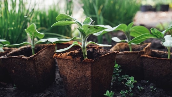 Proper drainage: Ensure that your plants are in well-draining pots or soil beds. Excess water during the rainy season can lead to root rot or fungal diseases. If necessary, consider adding gravel or sand to improve drainage.&nbsp;(Unsplash)