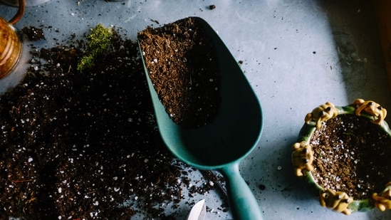 Adjust fertilizer application: During the rainy season, plants may have reduced nutrient requirements due to the increased availability of moisture. Adjust your fertilization schedule accordingly, using a balanced organic fertilizer to provide essential nutrients.(Unsplash)
