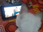 Cat watching Shah Rukh Khan and Deepika Padukone’s song Jhoome Jo Pathaan from the film Pathaan. 