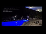 Giant python rescued from a pool.