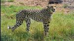 Cheetah Asha has been released in the wild area of Kuno National Park (KNP) after she gained consciousness. (Representative Image)