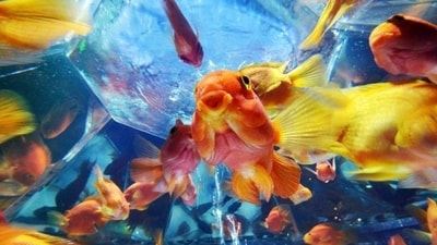 Goldfish swim in a tank as part of an art exhibition