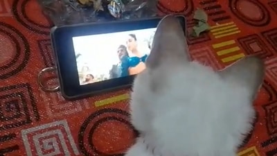 Cat watching Shah Rukh Khan and Deepika Padukone’s song Jhoome Jo Pathaan from the film Pathaan. (Twitter/@tiasriirera8) Cat watching Shah Rukh Khan and Deepika Padukone’s song Jhoome Jo Pathaan from the film Pathaan. (Twitter/@tiasriirera8)