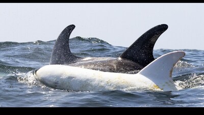 Albino dolphin spotted in California. (Facebook/@Monterey Bay Whale Watch ) Albino dolphin spotted in California. (Facebook/@Monterey Bay Whale Watch )