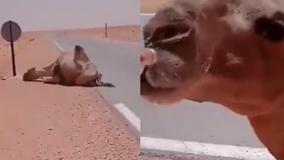 Driver saves camel’s life by giving it water. (Twitter/@susantananda3) Driver saves camel’s life by giving it water. (Twitter/@susantananda3)