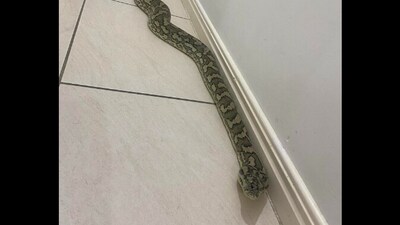 8-foot python invades home in Australia. (Facebook/@Jeremy’s Reptile Relocations Townsville) 8-foot python invades home in Australia. (Facebook/@Jeremy’s Reptile Relocations Townsville)