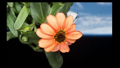 Space flower called Zinnai. (Instagram/@nasa) Space flower called Zinnai. (Instagram/@nasa)