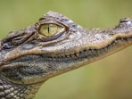 Alligator attacks drone. Alligator attacks drone.