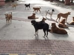 Stray dogs inside Bramha Sun City society in Wadgaonsheri. (Hindustan Times)