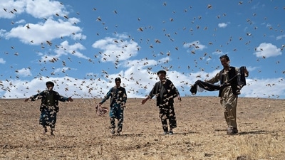 Farmers walk amidst a locust swarm near a wheat field near the Kandali area in Sholgara district, Balkh province, on June 4. Hundreds of thousands of locusts have descended on crops in northern Afghanistan, under the helpless gaze of farmers and their families already stalked by famine, reported AFP. (Wakil Kohsar / AFP) Farmers walk amidst a locust swarm near a wheat field near the Kandali area in Sholgara district, Balkh province, on June 4. Hundreds of thousands of locusts have descended on crops in northern Afghanistan, under the helpless gaze of farmers and their families already stalked by famine, reported AFP. (Wakil Kohsar / AFP)