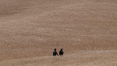 Farmers walk to check a wheat field during a locust swarm in the Kandali area in Sholgara district, Balkh province, on June 4. In the village of Kandali in northern Balkh, one of eight affected provinces in the country's breadbasket, a staggering swarm of grey insects has amassed on a fallow wheat field, reported AFP. (Wakil Kohsar / AFP) Farmers walk to check a wheat field during a locust swarm in the Kandali area in Sholgara district, Balkh province, on June 4. In the village of Kandali in northern Balkh, one of eight affected provinces in the country's breadbasket, a staggering swarm of grey insects has amassed on a fallow wheat field, reported AFP. (Wakil Kohsar / AFP)