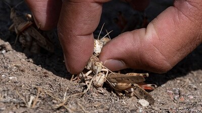 A farmer catches locusts near a wheat field in the Kandali area on June 4. "They eat everything that is green: wheat, peas, sesame," Baz Mohammad, a representative of Kandali village, told AFP. (Wakil Kohsar / AFP) A farmer catches locusts near a wheat field in the Kandali area on June 4. "They eat everything that is green: wheat, peas, sesame," Baz Mohammad, a representative of Kandali village, told AFP. (Wakil Kohsar / AFP)