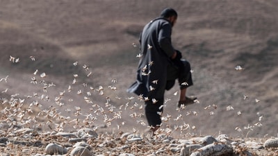 A farmer tries to step on locusts near a wheat field during a locusts swarm at Kandali area in Sholgara district, Balkh province, on June 4 (Wakil Kohsar / AFP) A farmer tries to step on locusts near a wheat field during a locusts swarm at Kandali area in Sholgara district, Balkh province, on June 4 (Wakil Kohsar / AFP)