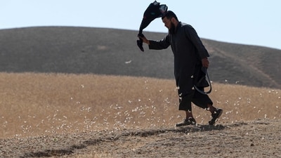 A farmer walks amidst a locust swarm near a wheat field in the Kandali area. Desperate farmers used nets to sweep up the plague of Moroccan Locusts - one of the world's most voracious pests before burying them in trenches, but their numbers are still multiplying. Afghanistan is facing its third consecutive year of drought, with farmers in Kandali reporting no rain since March, which could have helped wash away the bugs, reported AFP. (Wakil Kohsar / AFP) A farmer walks amidst a locust swarm near a wheat field in the Kandali area. Desperate farmers used nets to sweep up the plague of Moroccan Locusts - one of the world's most voracious pests before burying them in trenches, but their numbers are still multiplying. Afghanistan is facing its third consecutive year of drought, with farmers in Kandali reporting no rain since March, which could have helped wash away the bugs, reported AFP. (Wakil Kohsar / AFP)