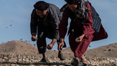 Farmers catch locusts near a wheat field amid a locust swarm in the Kandali area. Baz Mohammad, the representative of Kandali village told AFP “We walk with hungry stomachs to kill the locusts. If we don't kill them, our agriculture will be ruined,” (Wakil Kohsar / AFP) Farmers catch locusts near a wheat field amid a locust swarm in the Kandali area. Baz Mohammad, the representative of Kandali village told AFP “We walk with hungry stomachs to kill the locusts. If we don't kill them, our agriculture will be ruined,” (Wakil Kohsar / AFP)