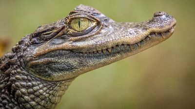 Alligator attacks drone. (Unsplash) Alligator attacks drone. (Unsplash)