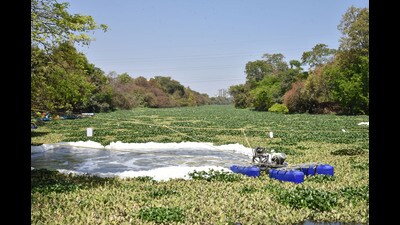 As drainage water is getting mixed in the water, lakes across the city are facing the issue of hyacinth. (HT PHOTO) As drainage water is getting mixed in the water, lakes across the city are facing the issue of hyacinth. (HT PHOTO)