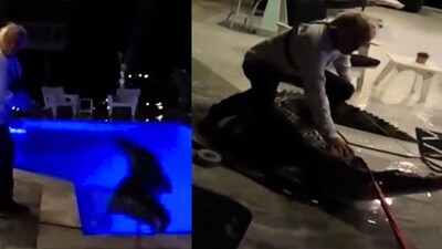 A massive American crocodile was removed by wildlife officials from the backyard pool of a home in the Florida Keys (Pesky Critters/Facebook) A massive American crocodile was removed by wildlife officials from the backyard pool of a home in the Florida Keys (Pesky Critters/Facebook)