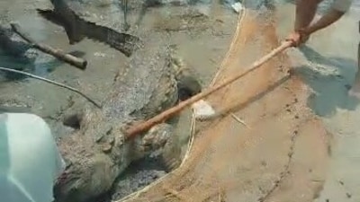 The crocodile was assaulted and killed by a mob that gathered after the boy died. (ANI) The crocodile was assaulted and killed by a mob that gathered after the boy died. (ANI)