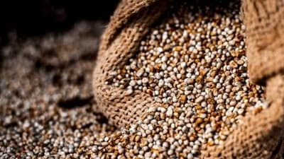 Millets are small-grained cereals that are highly tolerant to drought and extreme weather conditions and require low chemical inputs such as fertilisers and pesticides. (REPRESENTATIVE PIC) Millets are small-grained cereals that are highly tolerant to drought and extreme weather conditions and require low chemical inputs such as fertilisers and pesticides. (REPRESENTATIVE PIC)