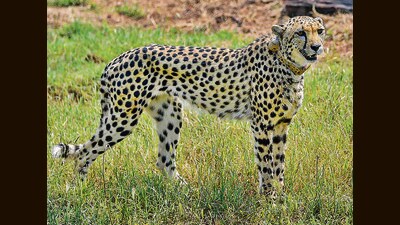 Officials also said U.P. doesn’t have a cheetah-friendly terrain as the animal needs large grassland to prey and the place they’re heading to has a forest. (File) Officials also said U.P. doesn’t have a cheetah-friendly terrain as the animal needs large grassland to prey and the place they’re heading to has a forest. (File)