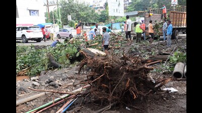 Pune has more trees than its population. But the road digging and concretising works happening around trees is affecting the city’s green cover. (HT PHOTO)