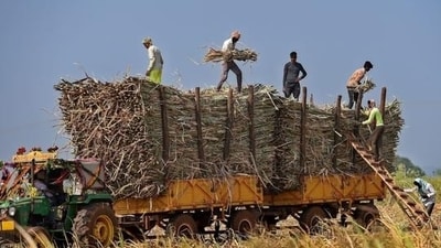 India’s MSP regime, a remnant of the food-deficient 1960s, acts as a safety net for cultivators and spans 24 major crops (PTI)