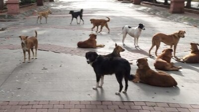 Stray dogs inside Bramha Sun City society in Wadgaonsheri. (Hindustan Times) (HT_PRINT)