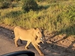 Lioness carry her cub in her mouth at South Africa’s Kruger National Park. Lioness carry her cub in her mouth at South Africa’s Kruger National Park.
