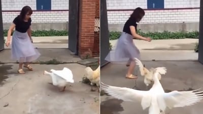 The image shows a goose and a chicken chasing away a human. (Reddit/@loutic) The image shows a goose and a chicken chasing away a human. (Reddit/@loutic)