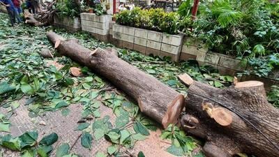 Thane Municipal Corporation to register a case if any tree is destroyed in the name of cutting of trees or branches. (Praful Gangurde/HT PHOTO)
