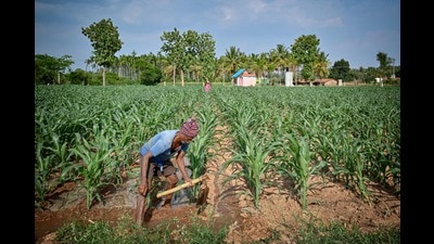 The previous government amended the APMC Act to align it with the Centre’s controversial farm laws, which faced strong opposition from farmers across multiple states and were eventually repealed. (File photo) The previous government amended the APMC Act to align it with the Centre’s controversial farm laws, which faced strong opposition from farmers across multiple states and were eventually repealed. (File photo)