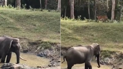 The image shows the elephant that chases away a tiger. (Twitter/@susantananda3) The image shows the elephant that chases away a tiger. (Twitter/@susantananda3)