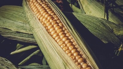 Laxmi along with three of her sisters started making corn husk art as a hobby after reading an article in amagzine. (Pixabay) Laxmi along with three of her sisters started making corn husk art as a hobby after reading an article in amagzine. (Pixabay)