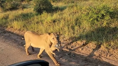 Lioness carry her cub in her mouth at South Africa’s Kruger National Park. (YouTube/Cute Tings) Lioness carry her cub in her mouth at South Africa’s Kruger National Park. (YouTube/Cute Tings)