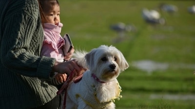Psychology Today mentions a 2022 study led by Dr Lori Kogan at Colorado State University that studied pet-related guilt in detail and was published in the journal Animals. (Pixabay) Psychology Today mentions a 2022 study led by Dr Lori Kogan at Colorado State University that studied pet-related guilt in detail and was published in the journal Animals. (Pixabay)