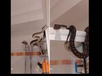 Snake on shower head. Snake on shower head.