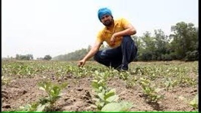 Farmers who had sown maize after the announcement of the CM that it would be procured at MSP were in dire straits: SAD (HT File Photo)
