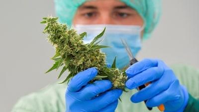The successive Himachal Pradesh government has been deliberating on legalising the hemp trade in the state for the past two decades.  (Representative) (REUTERS)