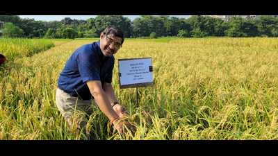 Prof Shravan Kumar Singh of BHU showing newly- developed Malviya Manila Sanchit Dhan-1 rice variety. (sourced) Prof Shravan Kumar Singh of BHU showing newly- developed Malviya Manila Sanchit Dhan-1 rice variety. (sourced)